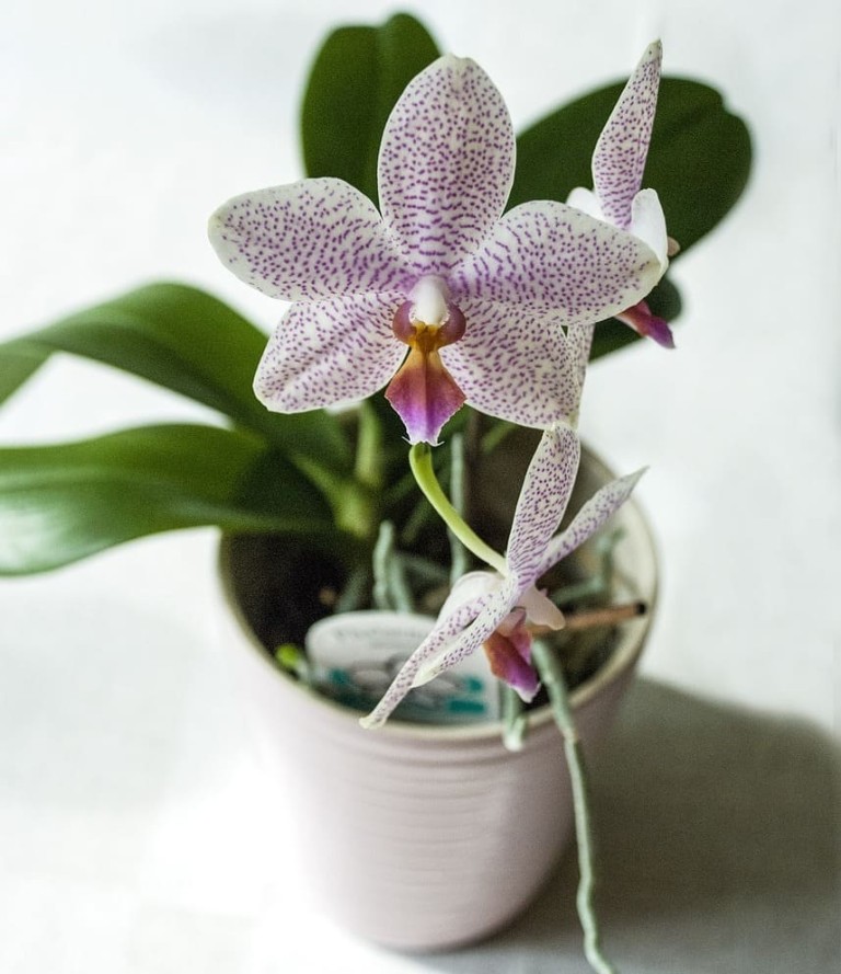 Como cuidar de orquídea no vaso um guia detalhado para iniciantes