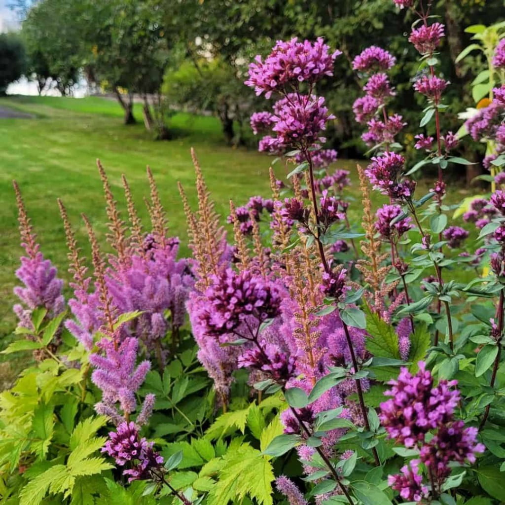 Flor Astilbe