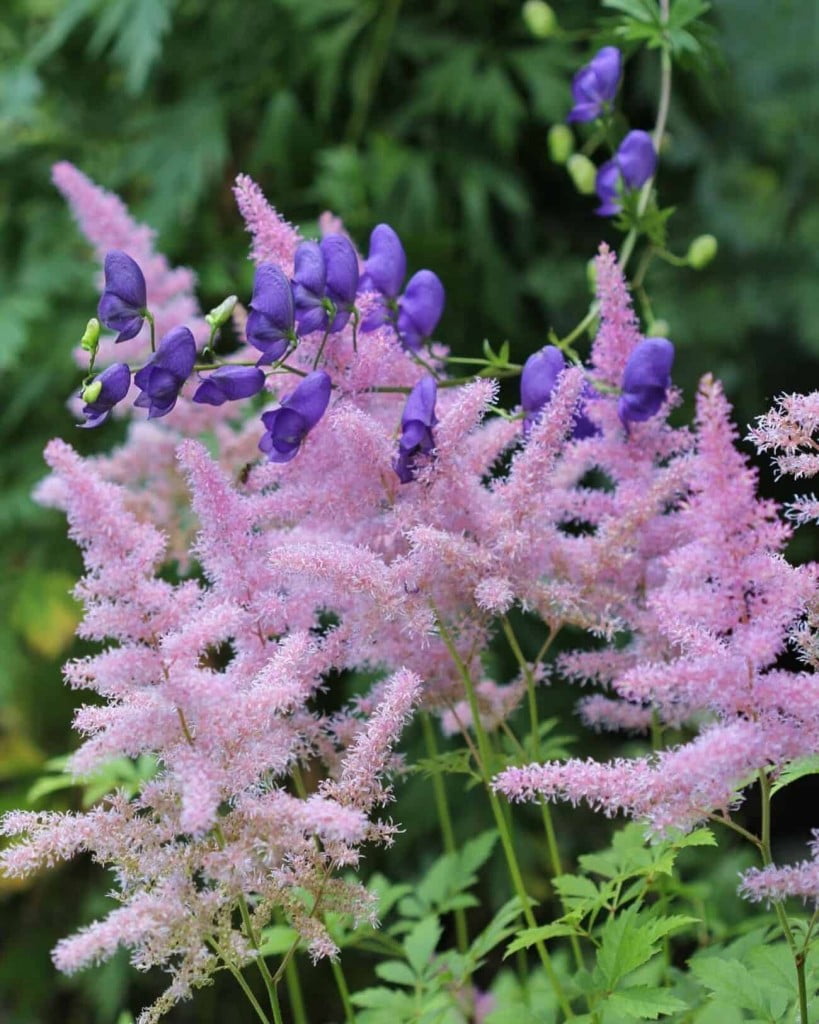 Astilbe