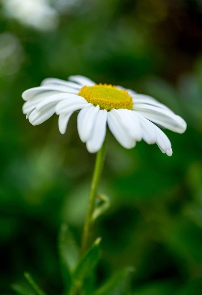 Margarida