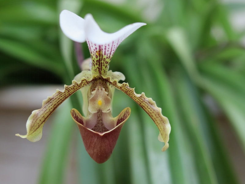 Orquidea sapatinho