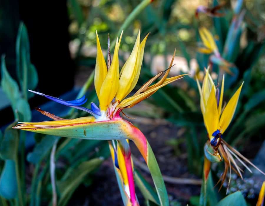 Conheça as 6 Melhores Plantas para Canteiros