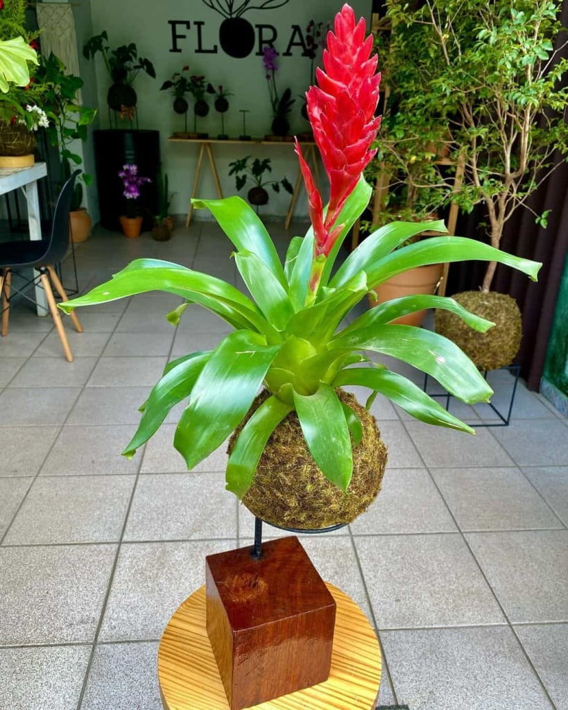 bromelia vriesea