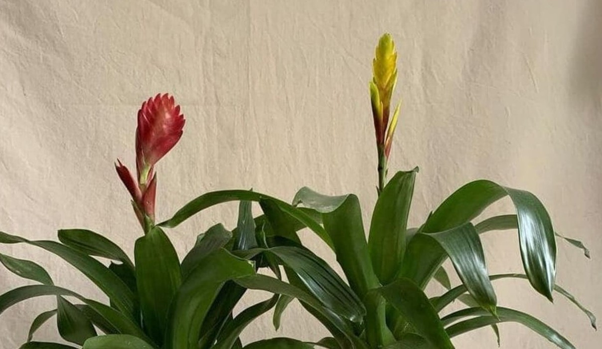 Bromelia Vriesea