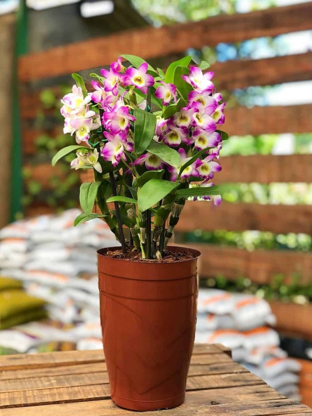 cropped-flores-da-primavera-orquideadendrobium.jpg