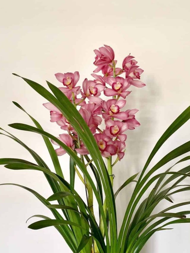 cropped-orquidea-cymbidium-2.jpg