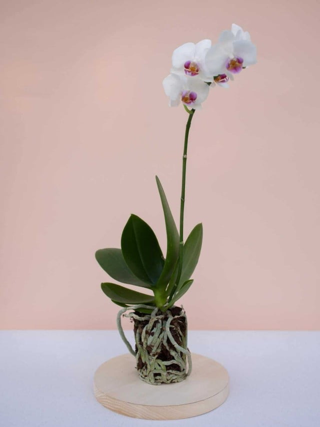 Orquídea olho de boneca