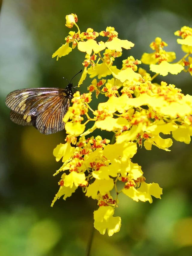 Orquídea oncidium