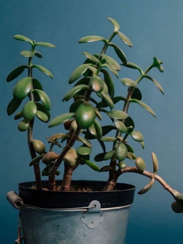 Planta jade