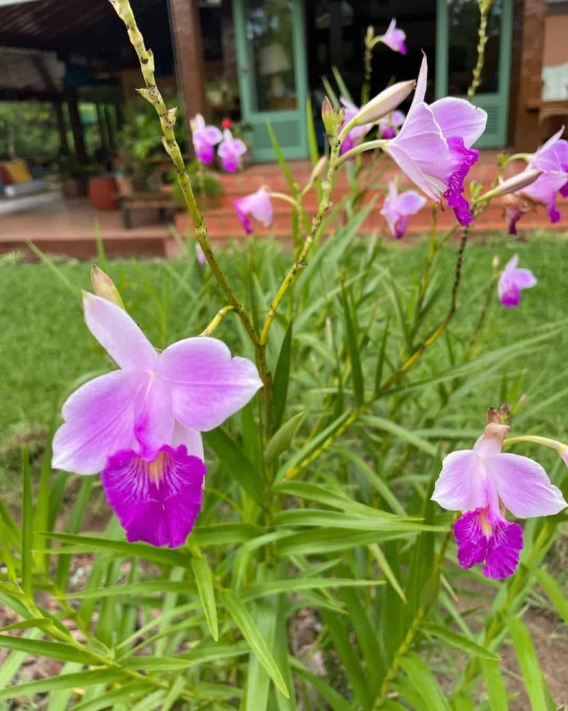 Orquídea bambu