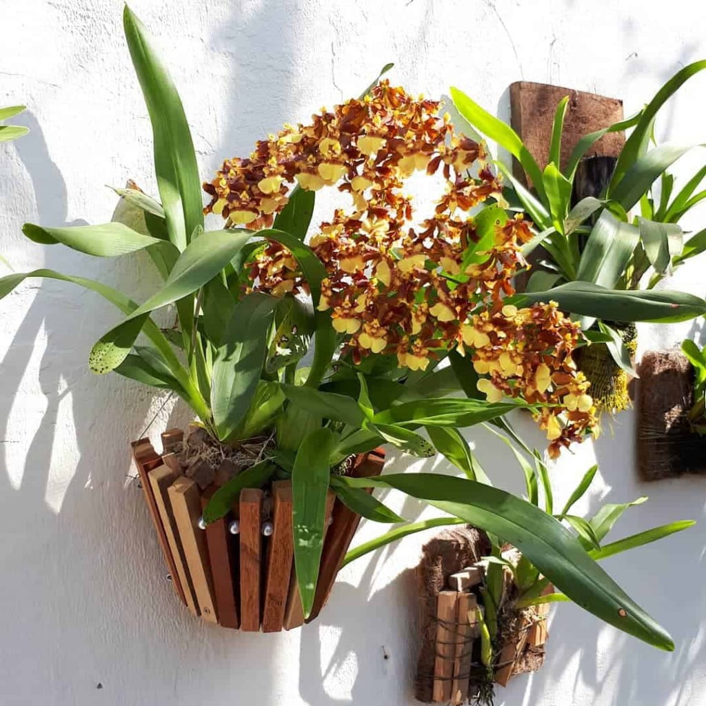 Cymbidium: A orquídea que todo florista deveria conhecer — e poucos cultivam do jeito certo