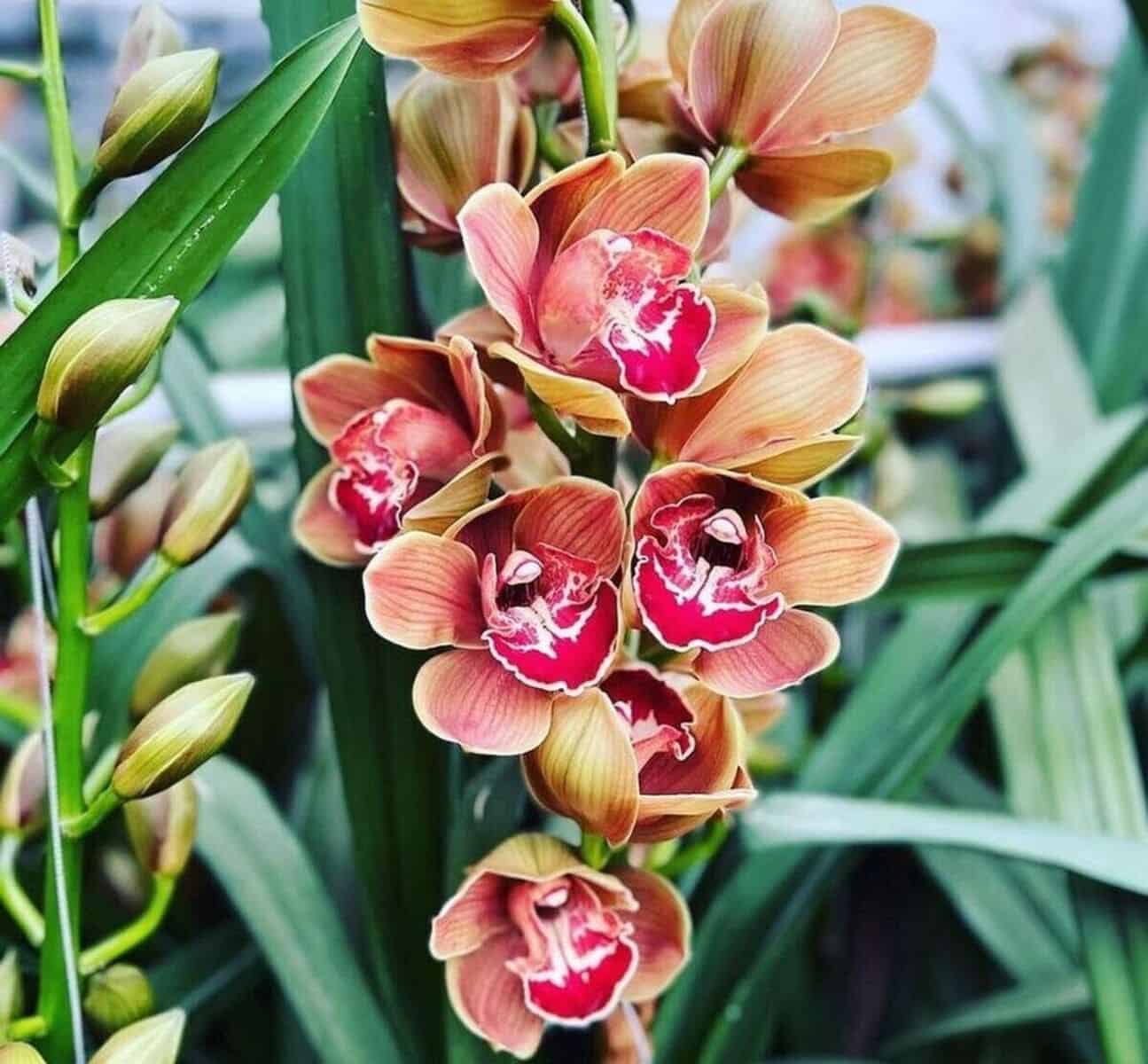 orquidea cymbidium