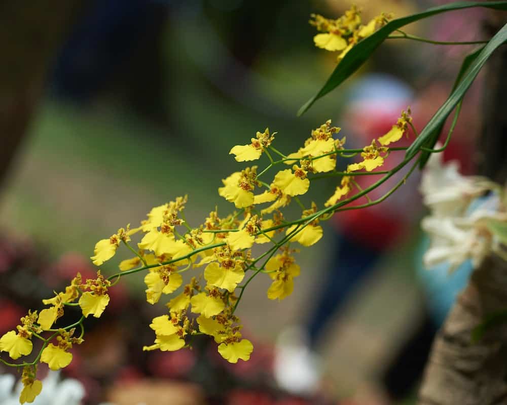 Orquidea oncidium