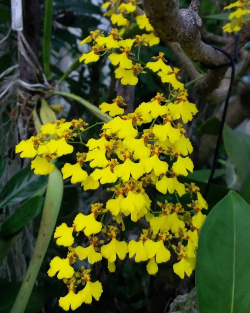 Orquidea oncidium