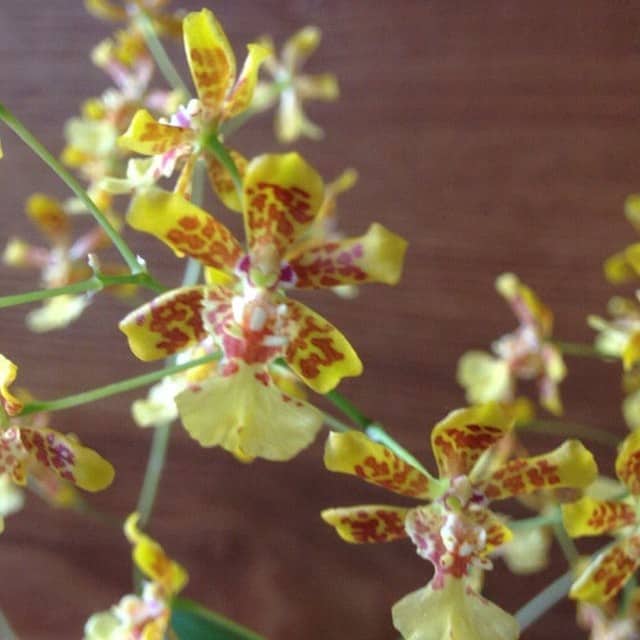 Orquidea oncidium