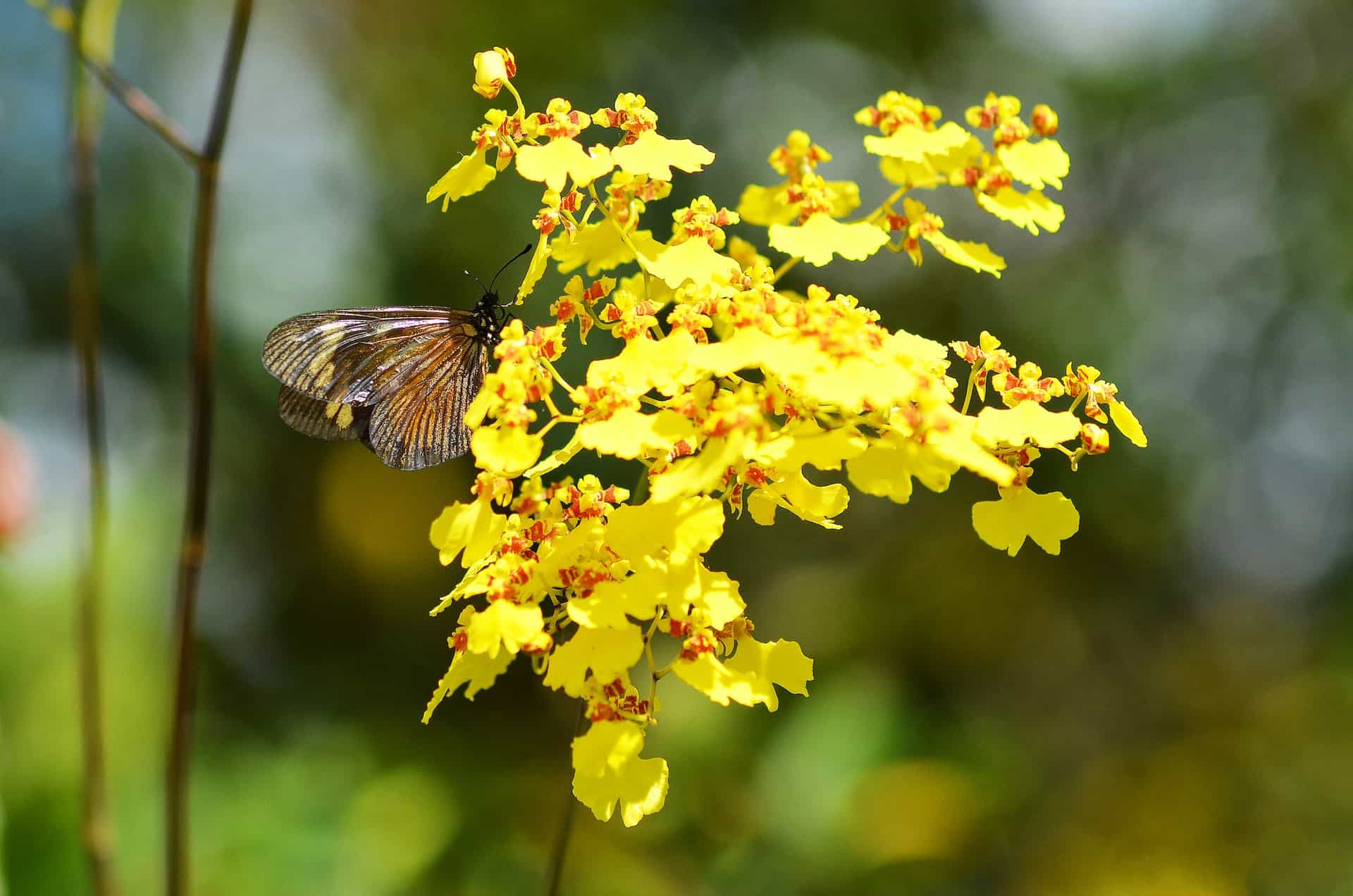 Orquídea oncidium