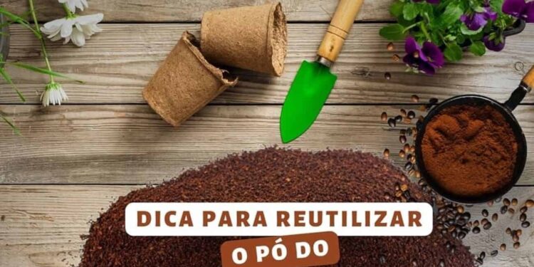 Como usar borra de cafe no cultivo de plantas
