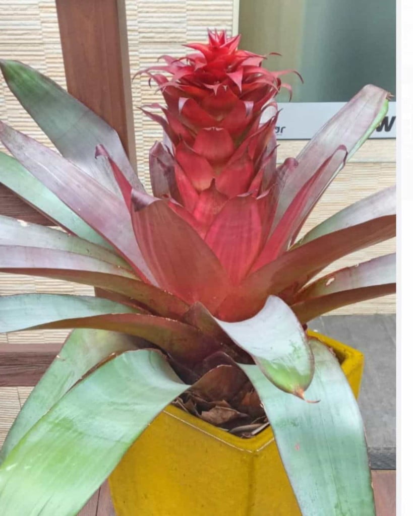 bromelia imperial 1