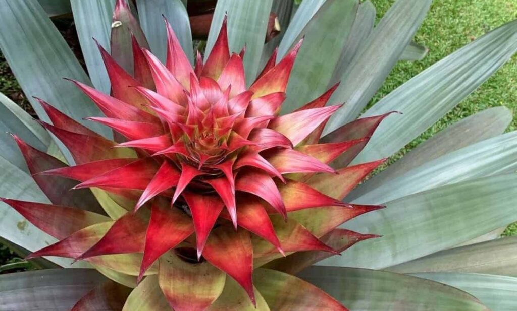 Bromélia imperial