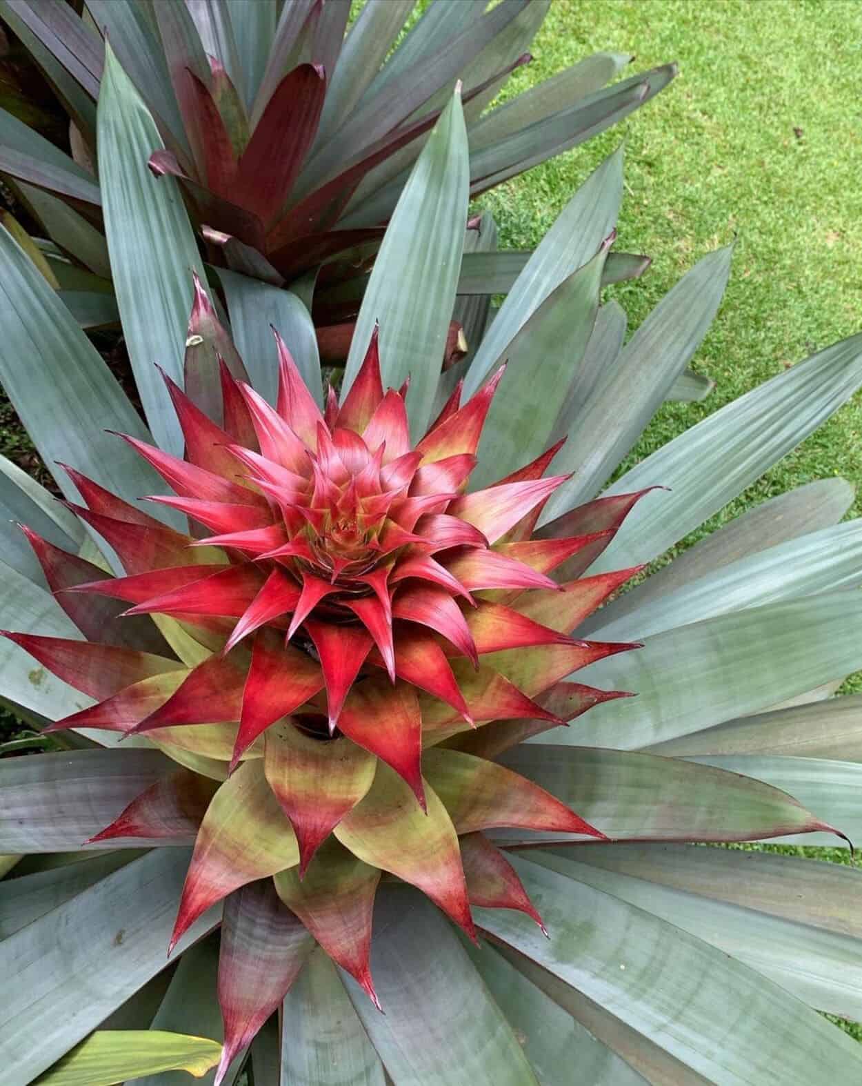 Macambira (Bromelia laciniosa): Dicas Essenciais para Cultivo e Manutenção