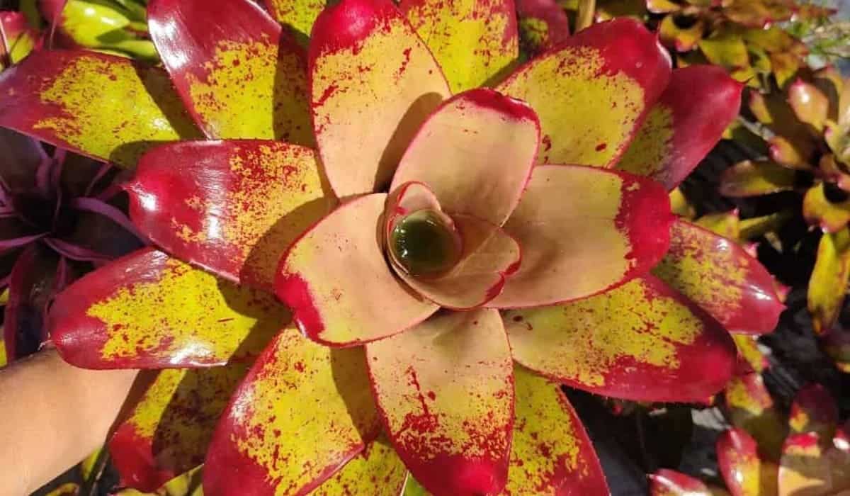 bromelia neoregelia