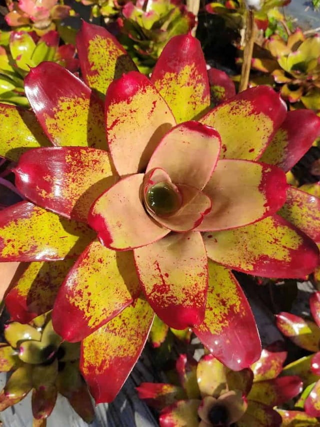 Bromélia Neoregelia