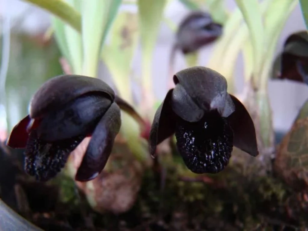 Orquidea negra