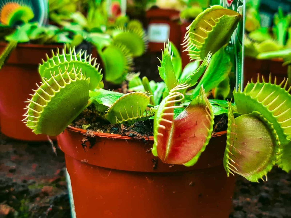 Plantas Carn voras Conhe a 3 Esp cies E Seus Cuidados