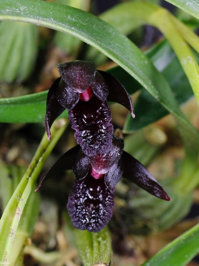 orquidea-negra-3