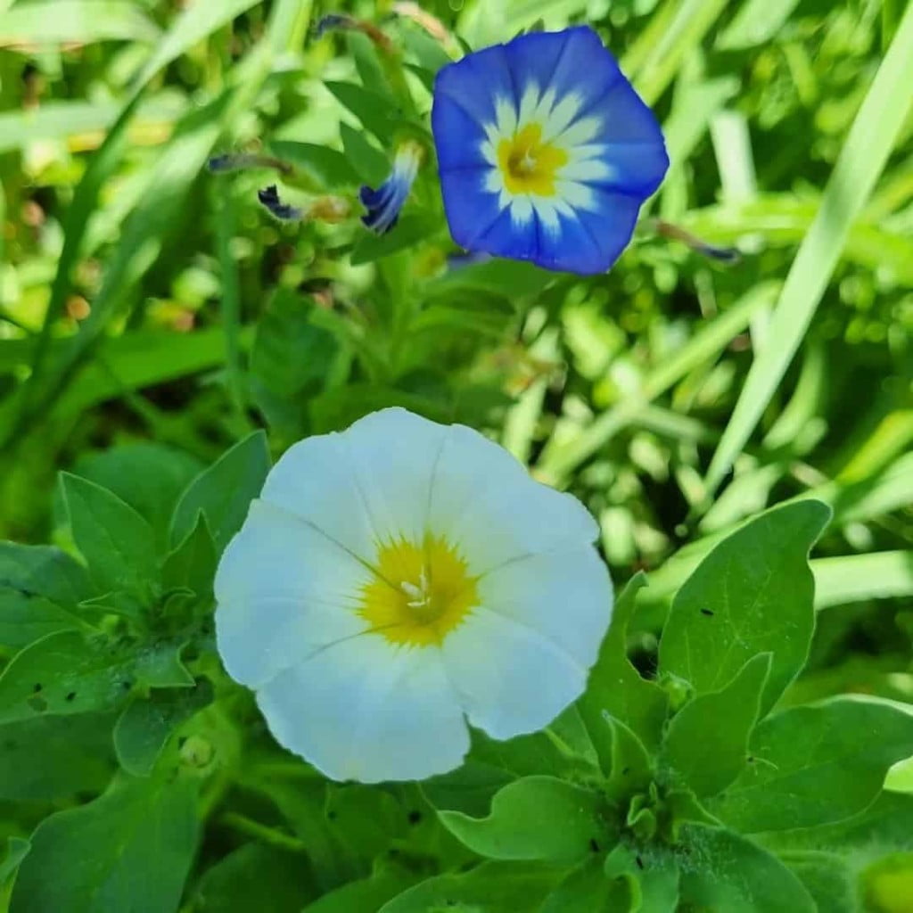 plantas que gostam de sol belamanha