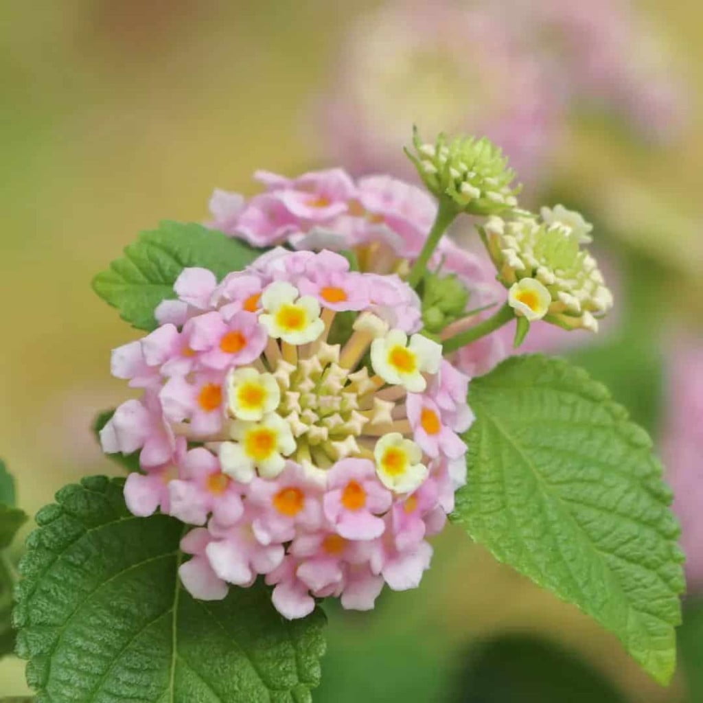 plantas que gostam de sol lantana