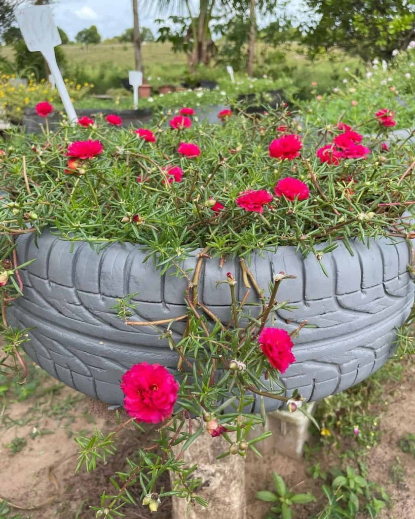 plantas que gostam de sol onzehoras