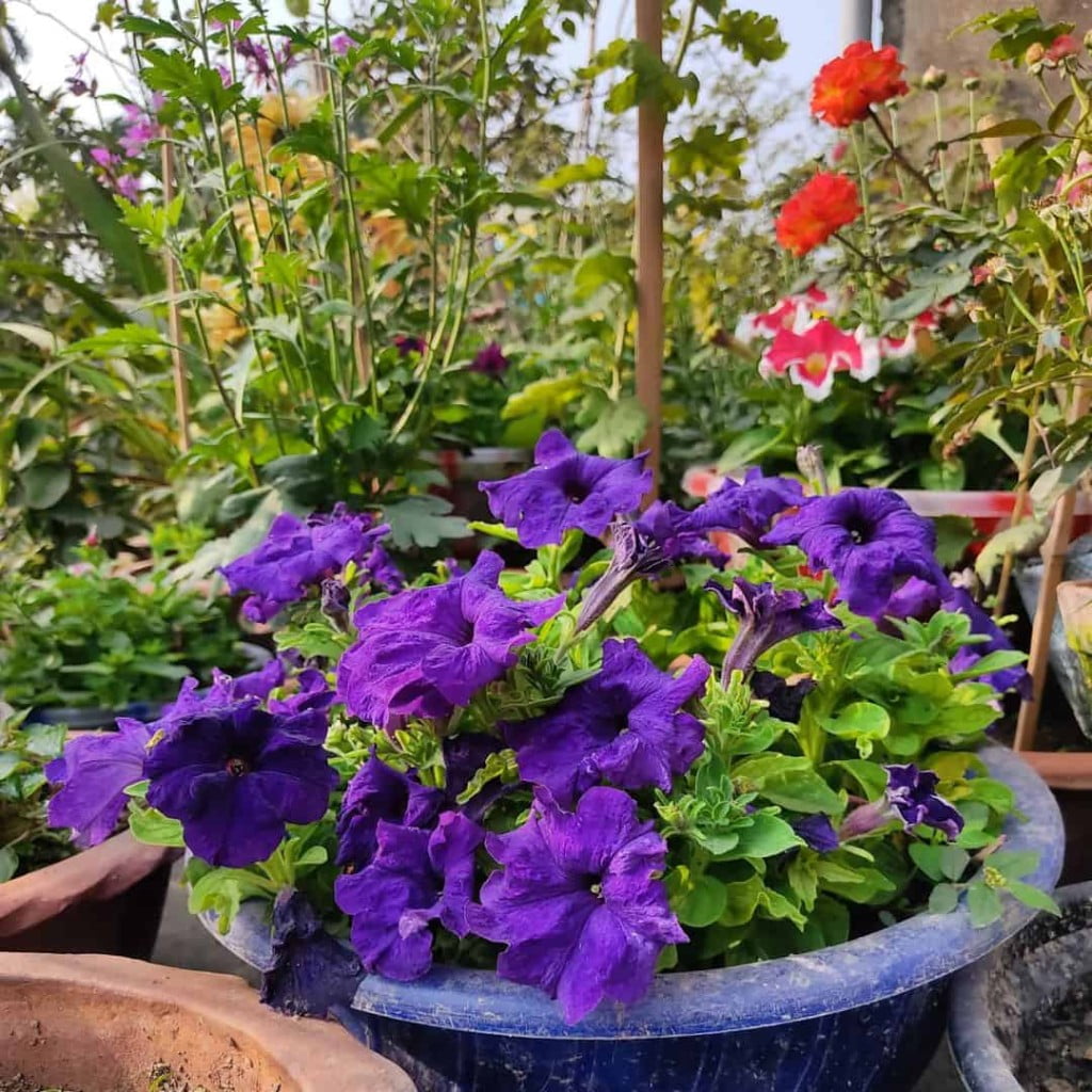 plantas que gostam de sol petunia