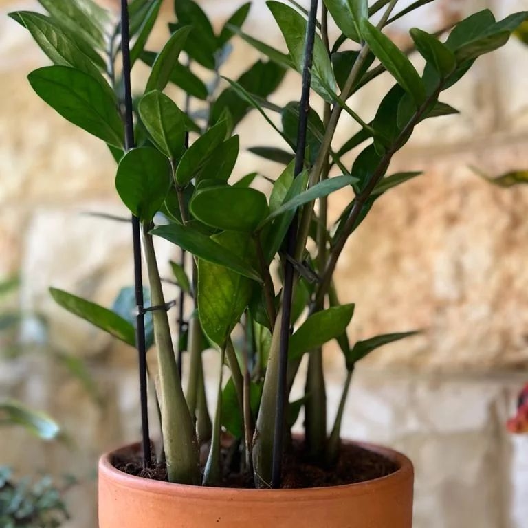 planta da fortuna -zamioculcas