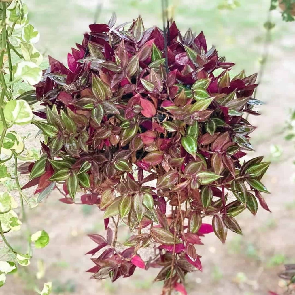 Paisagistas revelam 3 plantas coloridas para quebrar o verde do jardim - lambari-roxo