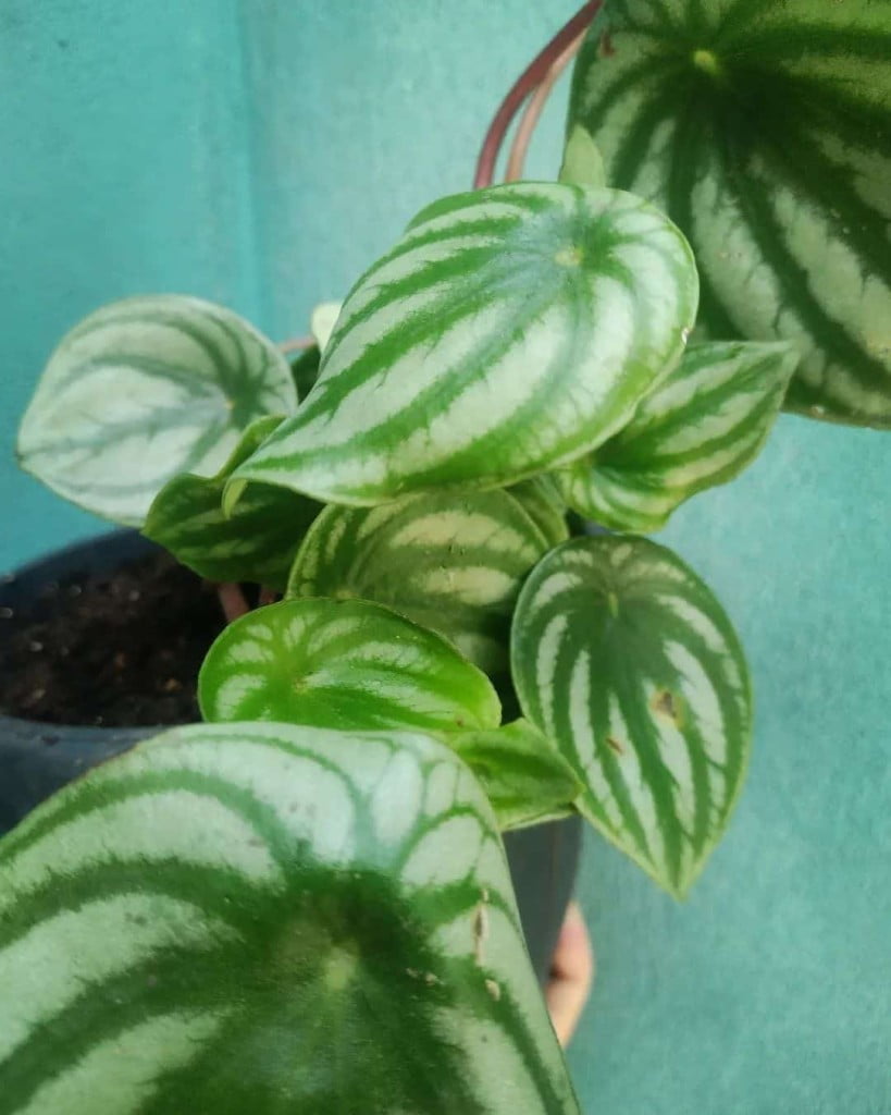 folhagem para jardim peperomia