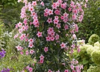 cropped-dipladenia-2.jpg