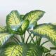 Planta comigo ninguém pode