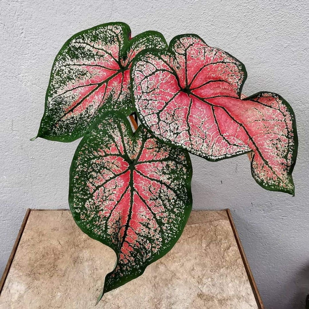 caladium-5