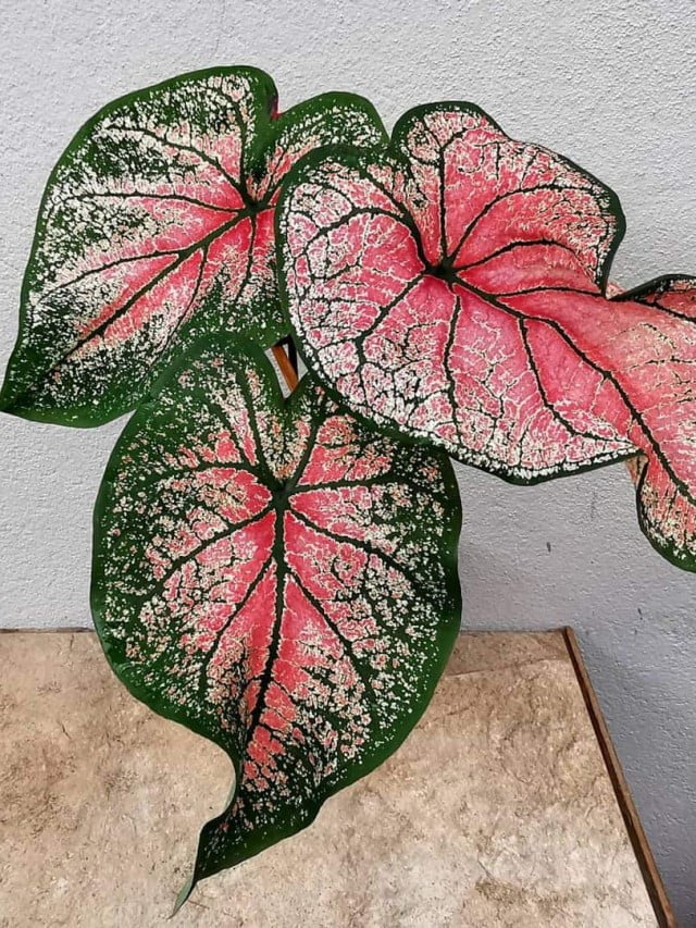 caladium-5