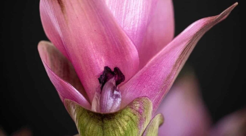 Flor curcuma