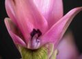 Flor curcuma