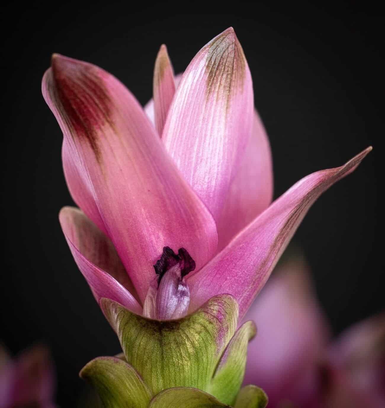 Flor curcuma