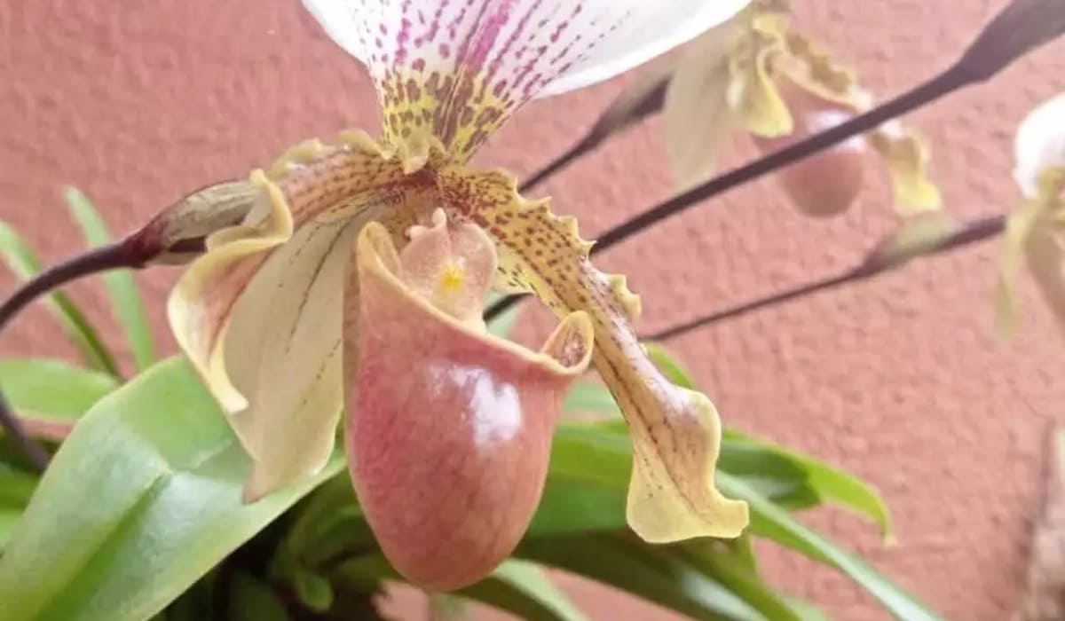 orquidea sapatinho 1