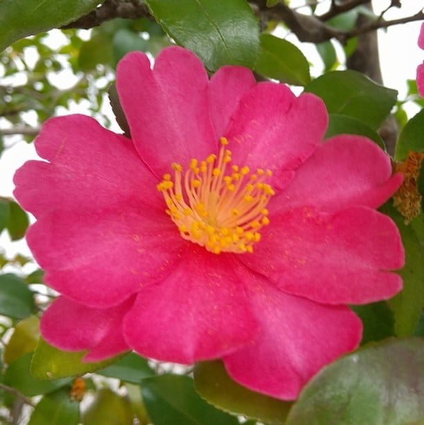 camelia 1