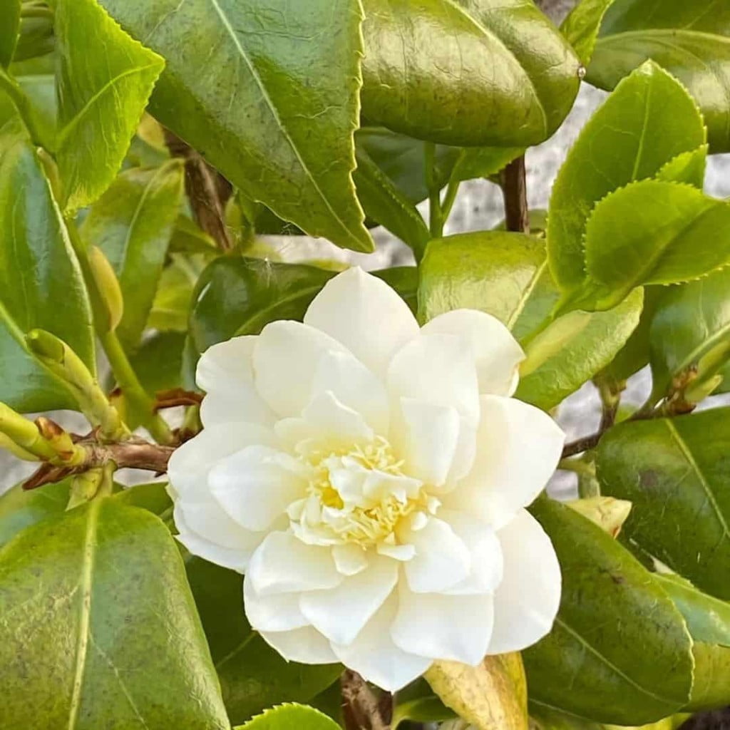 camelia 2