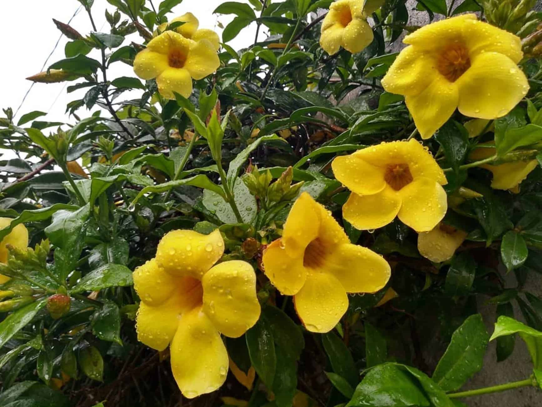 Flor alamanda