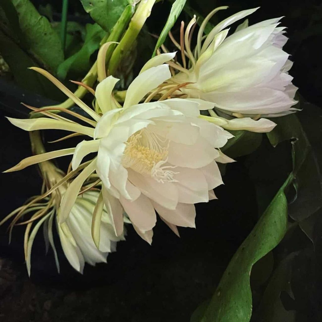 Flor dama da noite