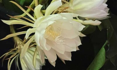 Flor dama da noite