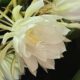 Flor dama da noite